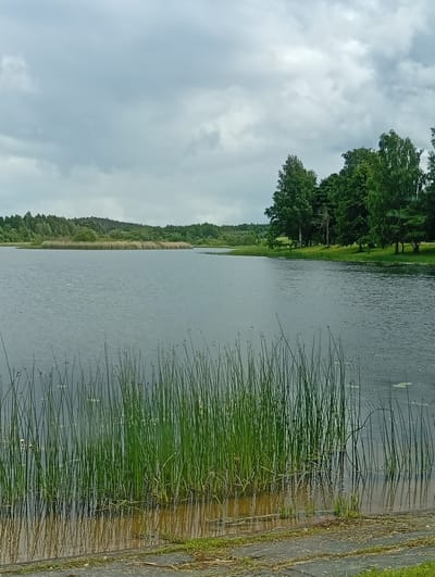 This is a photograph of a body of water, likely a lake or a large pond, under a cloudy sky. In the foreground, tall green reeds grow along the water's edge, with their reflections visible on the water's surface. The water itself is dark and appears calm, with gentle ripples. Across the water, a low, tree-covered shoreline stretches across the background, with denser trees on the right side of the frame. The sky is filled with overcast, gray clouds, suggesting a muted or overcast day. The overall scene is natural and serene, without any human presence or visible structures. The location is identified as Šaukėnai, Lithuania.
