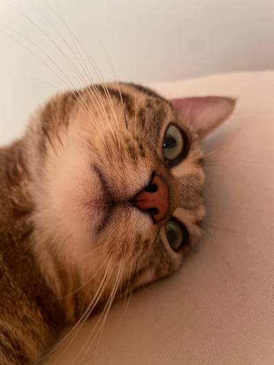 A close-up, tilted photograph shows a tabby cat lying down on a light-colored, textured surface, likely a cushion or blanket. The cat's face is the primary focus, with its head turned to the side, revealing its right eye and part of its left eye. The cat has large, green eyes with dark pupils and distinctive tabby markings around its eyes and on its forehead. Its nose is a prominent pink color, and its mouth is slightly open, showing a hint of its pink tongue. Long, white whiskers extend outwards from its muzzle. The background is a plain, pale color, possibly a wall or ceiling, with a soft, diffused light illuminating the scene. The image is sharp in the foreground, capturing the fine details of the cat's fur and features, while the background is slightly blurred. The overall impression is one of a relaxed and intimate portrait of the animal. The image was taken indoors.