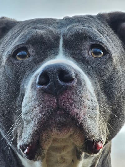 A close-up, head-shot portrait of an adult dog, likely an American Bully or Pit Bull type, fills the frame. The dog exhibits short, blue-gray fur with a prominent white blaze extending from its forehead, between its amber-colored eyes, and down the bridge of its dark gray, moist nose to its muzzle. White fur is also visible on the lower jaw and chin. Light-colored whiskers protrude from the muzzle. Pinkish-red tissue is visible at the lower corners of the mouth. The dog's gaze is directed forward. The background is a uniformly light, out-of-focus area, consistent with an open sky. The scene is located in Schifflange, Luxembourg.