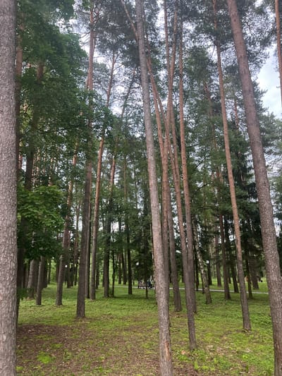 A vertical, medium-distance shot depicts a dense forest with tall, slender pine trees and scattered deciduous trees. The ground is covered with lush green grass and scattered leaf litter. A paved path winds through the trees in the background, where a few people are visible sitting on benches. The sky above is overcast and light grey. The scene is located in the city of Nikolskoye, Russia.