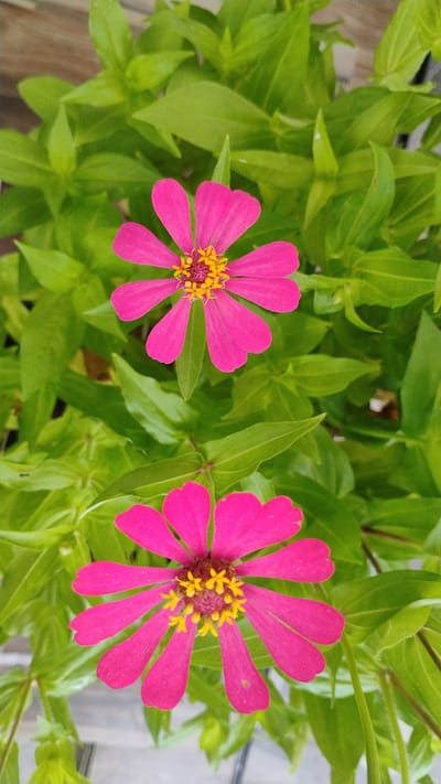 A vertical, close-up shot captures two vibrant pink zinnia flowers in full bloom against a backdrop of lush green foliage. The flowers are positioned one above the other, with the top flower slightly to the right and the bottom flower centered. Both flowers exhibit characteristic daisy-like petals that are broad and somewhat rounded at the tips, with a distinct notch. The central parts of the zinnias are a rich reddish-pink, adorned with numerous small, bright yellow stamen. The surrounding leaves are a healthy, deep green, with a slightly glossy sheen, creating a dense and verdant environment. The lighting appears to be natural, highlighting the textures and colors of the flowers and leaves. The image does not contain any people or visible human activity. The setting is likely an outdoor garden or park, consistent with a natural environment in Banjarsari, Indonesia.