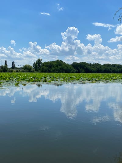 The image depicts a tranquil lake covered with a dense carpet of green lily pads. The water's surface beautifully mirrors the vibrant blue sky adorned with fluffy white clouds. In the background, a lush green forest forms a dense wall, contrasting with the distant view of a highway and transmission towers, suggesting proximity to urban infrastructure. The overall scene evokes a sense of natural serenity, with the reflection of the sky and clouds adding a layer of depth and visual interest.
