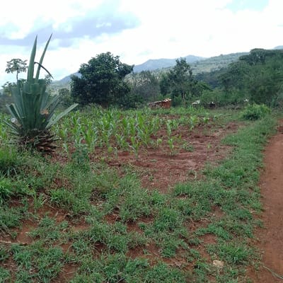 The image depicts a rural agricultural scene in Kola ward, Kenya. In the central midground, a field of reddish-brown soil hosts rows of young, green maize plants. To the left of this field, a large Agave plant with thick, pointed leaves is prominently positioned. The immediate foreground features patches of green grass and weeds interspersed with reddish-brown earth. A dirt path of similar reddish-brown color runs along the right edge of the frame. In the background, dense green trees cover rolling hills, extending towards a cloudy, overcast sky. A small, reddish-brown structure is partially visible among the trees in the mid-background, right of the cultivated field. No people or active subjects are present.
