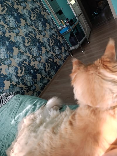 The image depicts an indoor scene, likely a bedroom, with a cat lying on a teal-colored blanket. The cat, predominantly orange and white, is in the foreground, with its back to the camera. The background features a wall with blue floral wallpaper and a wooden floor. A rolling cart with shelves and various items, possibly toiletries or cleaning supplies, is visible in the middle ground. Part of a doorway and a glimpse of another room are also present. The lighting suggests it is daytime. No specific landmarks or elements indicate the location within Tugulym, Russia.