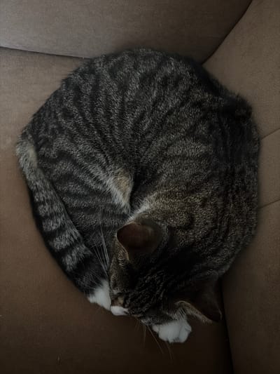 A tabby cat is curled up and sleeping on a brown couch. The cat has dark grey and black stripes with white paws. The couch appears to be in a residential setting. The image does not provide any information about the city of Idar-Oberstein, Germany.