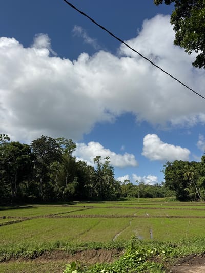 The image depicts a lush green rice paddy field in Angulugaha Junction, Sri Lanka, under a bright blue sky dotted with fluffy white clouds. The field is divided into terraces by raised earthen banks, with some sections reflecting the sky and the surrounding greenery. Tall trees, a mix of leafy deciduous and palm varieties, form a dense border along the far side of the field, creating a verdant backdrop. A dark, twisted power line runs diagonally across the upper portion of the frame. In the foreground, the edge of the field transitions to a patch of rougher ground with scattered vegetation and dark soil. The scene is quiet and appears to be uninhabited by humans.