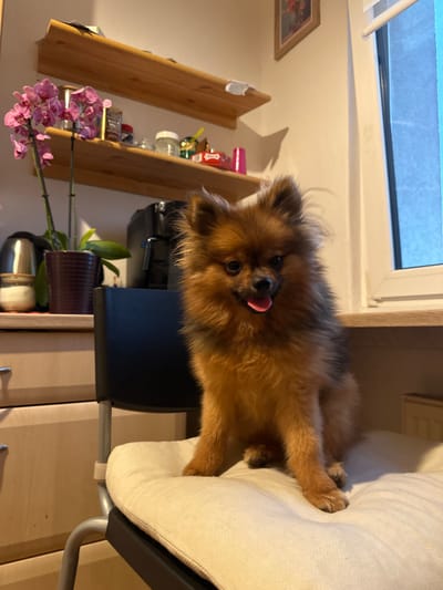 The image captures an indoor scene, likely a cozy domestic setting in Arzberg, Germany, centered around a small, fluffy dog. The dog, possibly a Pomeranian due to its characteristic appearance, has reddish-brown and darker brown fur and is looking directly at the viewer. Its tongue is slightly out, giving it a curious and playful expression. It is sitting on a light-colored, possibly beige, cushion that appears to be part of a chair, with the dark frame of the chair visible beneath.
In the background, natural light enters from a window on the left, revealing a light blue sky outside, suggesting it is daytime. To the left of the dog, a series of wooden shelves are mounted on the wall, holding various household items such as bottles, jars, and other containers. A vibrant pink orchid plant is prominently displayed on a lower shelf, adding a splash of color. Further back, a dark appliance, possibly a coffee maker, can be seen on a counter. A framed picture hangs on the wall in the upper left corner. The overall atmosphere is warm and inviting. No discernible text is visible in the image.