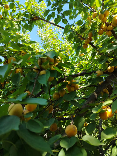 The image shows a close-up view of an apricot tree laden with ripe fruit, seen from below looking up towards the sky. The apricots are a vibrant yellow-orange and are clustered on branches amidst green leaves. The branches of the tree are dark brown and sturdy, supporting the weight of the fruit. Sunlight filters through the leaves, creating dappled light and shadows. The background consists of a bright blue sky with some hints of lighter sky peeking through the foliage. The overall impression is one of a bountiful harvest in a natural outdoor setting. The scene is consistent with an orchard or garden in Usto Xo‘jamat, Uzbekistan, known for its fruit cultivation. No people are visible in the image, nor are there any specific man-made structures or urban elements that would pinpoint a precise location within the city.
