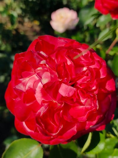 This media file is a close-up, vertical shot of a vibrant red rose in bloom. The rose is the primary subject, filling most of the frame with its numerous, intricately layered petals. The petals are a deep, rich red, with some lighter, almost white, highlights that suggest the way light is falling on them. The texture of the petals appears soft and velvety.
In the background, the scene is softly blurred, indicating a shallow depth of field. This blur renders the other elements of the setting indistinct. To the left and right of the rose, there are hints of green foliage, suggesting a garden or natural setting. Further in the background, another rose, this one a pale pink or white, is visible, also out of focus.
The lighting suggests it is daytime, likely a sunny day given the bright highlights on the rose petals. The overall mood is one of natural beauty and tranquility, focusing on the intricate details of the rose. There is no visible text in the image. The location context provided is Poltavka, Ukraine.