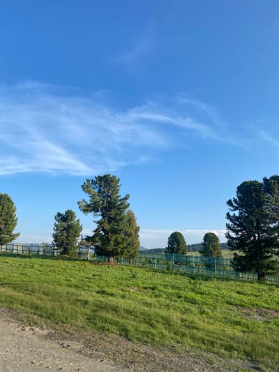 The image shows a bright, sunny day with a clear blue sky and scattered wispy white clouds. In the foreground, a dirt road curves into the frame from the left. Beyond the road is a gently sloping grassy field, dotted with patches of wildflowers. A turquoise wooden fence runs horizontally across the middle ground, separating the field from a row of tall pine trees. The trees vary in height and density, with some casting long shadows on the grass. In the distance, rolling hills are visible under the expansive sky. The scene appears to be a natural landscape with a touch of human presence through the fence and the road. The location is T/B Seminskii Pereval, Russia.