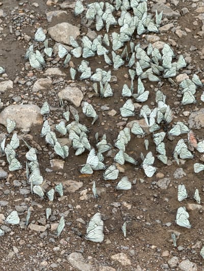 The image shows a top-down view of a large congregation of white butterflies with black veins on their wings. They are resting on a patch of damp, rocky ground. The butterflies are densely packed in some areas, forming clusters, while others are more spread out. Their wings are mostly closed, revealing the intricate veining. The ground is a mix of dark soil and various sizes of light-colored stones and pebbles. A small amount of water is visible in some depressions in the soil, suggesting recent rain or a damp environment. The lighting suggests it is daytime, and the overall impression is one of a natural gathering of these insects in their habitat. There is no visible text in the image. The location context is Dragovishtitsa, Bulgaria.