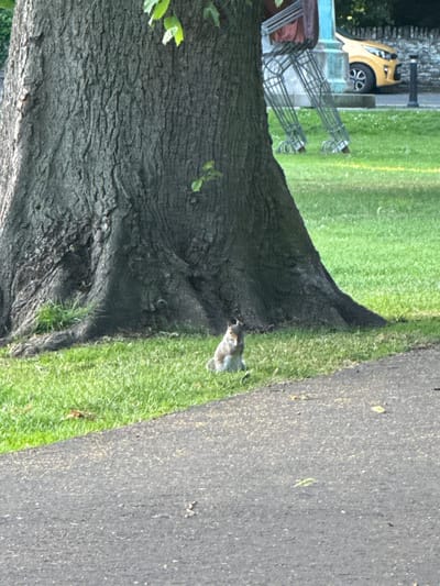 A grey squirrel is perched on green grass at the base of a large tree. To the right of the tree, a yellow car is visible behind a metal sculpture. A paved path runs diagonally across the foreground of the image. The scene appears to be a park or public green space in Leominster, United Kingdom.