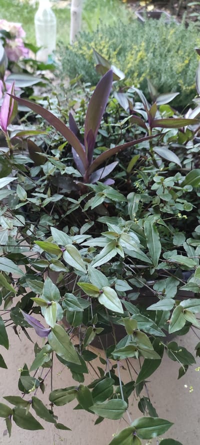 In the city of Supsekh, Russia, an outdoor scene showcases a lush, green plant with variegated leaves and striking purple undertones. The plant is densely packed, with many leaves overlapping and trailing downwards. Some leaves are a pale green with silvery variegation, while others have a deeper green hue. The purple elements are most prominent in the upright leaves and stems, adding a vibrant contrast. Small, pale green buds or seed pods are visible scattered amongst the foliage, suggesting the plant is in bloom or has recently flowered. The background is softly blurred, hinting at a natural outdoor setting with other greenery and possibly man-made objects like a water bottle, suggesting a garden or potted plant display. The lighting is natural, casting soft shadows and highlighting the textures of the leaves.
