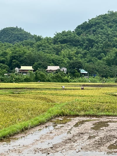 This image depicts a rural scene in Mai Chau, Vietnam, characterized by terraced rice paddies and lush, forested hills. The foreground shows muddy water and soil, indicative of a recently tilled or flooded rice field. Beyond this, several rows of ripe, golden-yellow rice are visible, suggesting an agricultural harvest is underway or has recently concluded. A narrow strip of bright green grass separates the muddy foreground from the rice fields. In the middle ground, several figures are engaged in activities within the rice paddies. One individual appears to be kneeling, possibly planting or harvesting, while others are similarly occupied or walking through the fields. Scattered among the rice paddies are a few houses, one with a distinctive light green roof, and another with a thatched roof, nestled amongst trees. The background is dominated by a dense, verdant forest covering rolling hills, with the sky above appearing overcast. The overall impression is one of agricultural labor in a tropical, mountainous environment.