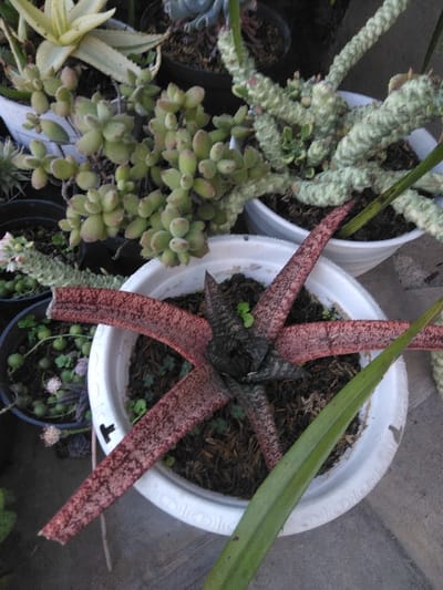 This image depicts an array of potted succulent plants on a gray, possibly paved or tiled surface, consistent with an outdoor or brightly lit patio environment in Venecia, Costa Rica.
In the foreground, a white plastic pot prominently features a succulent with five distinct, flattened, reddish-brown leaves displaying darker speckling, radiating from a dark central core. Small green sprouts are visible in the surrounding dark soil. A long, slender green leaf from an adjacent plant partially extends into the lower right of this pot.
Behind and to the upper right of this central plant, another white plastic pot contains a light green, bumpy, segmented succulent plant with multiple upward-curving stems. To the upper left, a third white plastic pot holds a cluster of light green, rounded, and possibly fuzzy-leaved succulents. In the upper left background, a fourth white pot contains a variegated succulent with cream and green striped leaves.
Additional pots are partially visible: a dark pot in the upper center background with a darker plant, and a dark pot in the lower left background containing a trailing succulent with small, spherical green leaves and tiny white flowers. No individuals are present, and no specific actions or interactions are depicted. The scene is static, showcasing a collection of diverse potted flora.