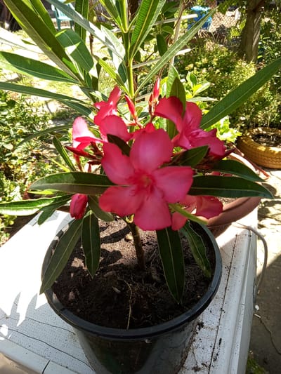 The image shows a close-up of a pink oleander plant in a black pot. The plant has dark green, lance-shaped leaves and several bright pink flowers, some fully bloomed and others in bud. The pot is filled with dark soil and is placed on a white, textured surface that appears to be a table or a ledge. In the background, out of focus, there is lush greenery, a fence, and what looks like a yellow tire planter. The lighting suggests it is daytime with strong sunlight casting shadows. The scene appears to be outdoors, likely in a yard or garden setting in the city of Lomets, Bulgaria, given the context. There are no people visible in the image.