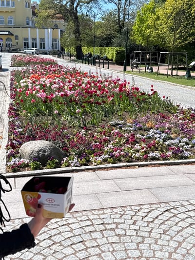 A street-level photograph, oriented vertically, shows a flowerbed in Malmö, Sweden. The foreground features a brick pathway with a white box of strawberries being held by a person wearing a black sweater. The flowers include a variety of tulips (red, pink, white) and smaller purple and white blooms. A large gray rock rests near the edge of the flowerbed. In the background, across the street, is a yellow building with multiple windows and arched doorways, partially obscured by trees. A portion of what appears to be a park is visible. Further back are some people sitting in the park. The sky is blue with a few clouds.