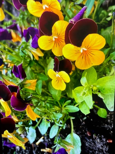 The image shows a close-up of a vibrant flowerbed with pansies in various colors. Predominantly, the pansies exhibit a striking combination of yellow and dark burgundy petals, with some showcasing yellow and purple hues. Their arrangement appears somewhat dense, interspersed with green foliage. The presence of soil, darker in tone, suggests an outdoor setting, possibly a garden or public park. While the photo's origin cannot be determined forensically without additional metadata, the request mentioned Reigate and Banstead, United Kingdom, suggesting that the scene might be located in this area. However, this remains speculative based solely on the image content. No people, actions, or interactions are visible in the picture.