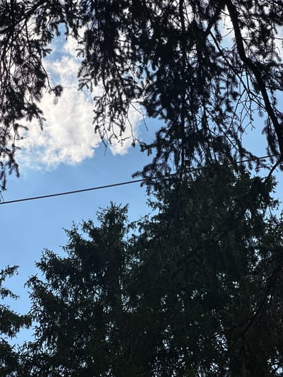 The image shows a low-angle view looking up through the branches of evergreen trees against a bright blue sky. A thin, dark horizontal line, possibly a wire, spans across the frame in the middle ground. The branches are dark and silhouetted, with patches of white cloud visible in the sky through the foliage. The lower portion of the image features the dense, dark green foliage of more evergreen trees. The scene appears to be an outdoor environment, likely a park or forested area. There are no people or any other discernible objects or actions. The location in Borno, Italy, is not indicated within the visual information of the image itself.