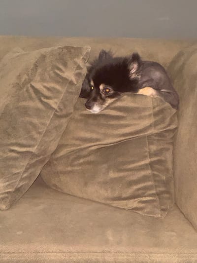 A small, black and tan dog with bright eyes is resting its head on a brown cushion on a sofa. The dog's body is mostly obscured by the cushion and other cushions on the sofa. The background is a plain wall, and the lighting is dim. There is no indication of the city of Gölbaşı, Turkey, or any other specific location within the image.