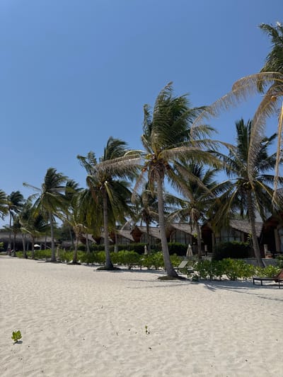 The image presents a sunlit beachfront scene in Ban Ko Li Pe, Thailand. The foreground consists of an expanse of light-colored, fine sand with minor undulations and a few small green sprouts. A prominent line of numerous tall palm trees with green and yellowish fronds, some bearing coconuts, extends horizontally across the midground, casting shadows onto the sand. Behind this line of trees, a dense row of green shrubbery partially obscures a series of uniform, single-story bungalows or resort rooms. These structures feature steeply pitched, thatched roofs and dark-toned facades. A few dark-colored beach loungers and at least one light-colored beach umbrella are partially visible on the right side, situated between the palm trees and the bungalows. The upper half of the image is dominated by a clear, bright blue sky. No individuals or specific activities are observable in the scene.
