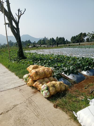 The image depicts a rural scene in Ban Katan, Laos, with a concrete path bordering a cultivated field. A leafless tree stands to the left of the path. To the right of the path, on the grassy edge, is a pile of netted bags filled with what appears to be cabbages. Behind the cabbages is a field covered with dark green plants, some with yellow flowers. The field is also covered with light gray plastic mulch sheets. Further in the background, there are trees and distant mountains under a clear sky. Part of a large white sack is visible at the bottom right corner of the image.