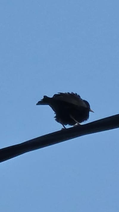 A dark bird is silhouetted against a clear, light blue sky, perched on a thick, dark cable running diagonally across the lower part of the frame. The bird's body appears rounded with its feathers somewhat ruffled, and a small, pointed, light-colored beak is visible on its head, oriented towards the right side of the image. Its legs are discernible gripping the cable. The background is an unblemished, uniform blue, indicating an outdoor, daytime environment. This scene is located in Rogachevo, Bulgaria.