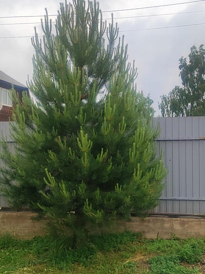 The image displays a full-frame shot of a lush green coniferous tree situated in front of a grey metal fence. The tree's branches are densely packed with vibrant green needles, suggesting it is healthy and well-maintained. Behind the tree, the grey fence stretches across the frame, creating a distinct backdrop. To the left of the tree, a portion of a brick house with a white-framed window is visible, indicating a residential setting. The ground in front of the tree is covered with green grass and some patches of dry leaves, suggesting a natural outdoor environment. The sky above is overcast, with grey clouds dominating the upper portion of the image. The overall scene depicts a tranquil, possibly rural, or suburban environment. This image was taken in Ust-Kuda, Russia.