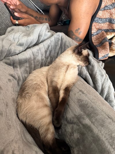 A Siamese cat is curled up on a gray, textured blanket. The blanket is draped next to a person holding a cell phone in their left hand. The person's left arm is visible, featuring tattoos. A striped blanket is visible in the background. No information provided indicates the image was taken in Orsay, France.