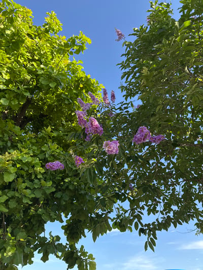 The image shows a view looking up into trees with green leaves and clusters of purple flowers. The background is a clear blue sky. The location is Ban Ko Pru, Thailand.