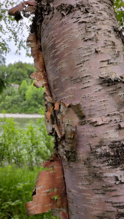 The image is a close-up shot of the bark of a birch tree, with layers of peeling, reddish-brown bark exposed. The bark has a textured, papery appearance. In the background, out of focus, is lush green foliage, a body of water that appears to be a river, and a distant, wooded hillside. The sky is overcast. The location is identified as Trofors, Norway. There are no people or animals visible in the image. The focus is entirely on the detailed texture and peeling nature of the birch tree's bark.
