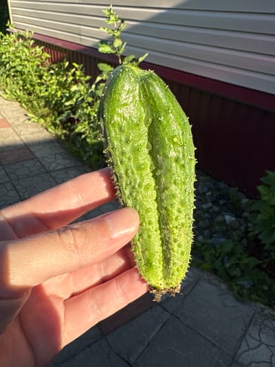 In Ветлужский, Russia, a hand holds a bumpy, green cucumber with visible spikes. The cucumber has a slight curve and appears to be freshly picked, with soil clinging to its stem. The background shows a paved walkway with a repeating pattern of square tiles. Beyond the walkway, lush green bushes and plants are visible. In the distance, a building with horizontal siding and a dark red trim is partially visible under a bright, sunny sky casting shadows.