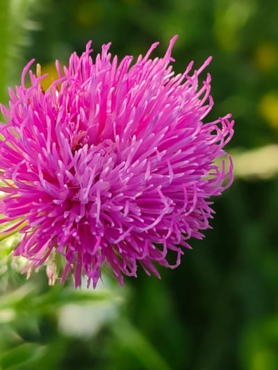 This is a close-up, vertical, eye-level shot of a bright pink thistle flower in bloom. The flower is in sharp focus, with its delicate, spiky petals radiating outwards. The background is a soft blur of green foliage, with hints of yellow in the distance, suggesting a natural, outdoor setting likely in the area of Shyroka Dacha, Ukraine. There are no people or animals visible in the image. The lighting is natural and appears to be daylight, illuminating the vibrant color of the flower.