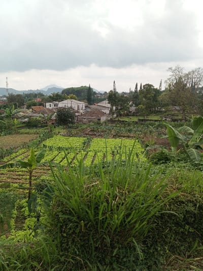This image presents an elevated view of an agricultural and residential landscape in Vieng Phouka, Laos, under a uniformly overcast sky. The immediate foreground is dominated by a dense growth of tall, green grasses and various other low-lying plants. Directly beyond this, the midground features extensive terraced fields meticulously cultivated with rows of bright green leafy crops, consistent with lettuce cultivation, alongside other cultivated plots. A young banana plant is visible on the left side of the agricultural section.
In the background, a settlement composed of numerous buildings with predominantly red-tiled roofs is visible, interspersed with several lighter-colored, multi-story structures. Key infrastructure includes a prominent lattice-style communication tower on the far left and a tall, slender dark tower-like structure on the right. Trees of various species and sizes are scattered throughout the background, coexisting with the structures and cultivated areas. Distant mountains or hills are discernible on the hazy horizon beneath the heavy grey cloud cover. No individuals are visible within the scene.