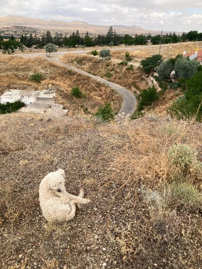In the city of Avanos İlçe Merkezi, Turkey, a fluffy white dog is curled up on a gravelly hillside. The dog is facing towards the left, with its head resting on its front paws and its hind legs tucked underneath. The dog's fur is curly and appears somewhat unkempt. Surrounding the dog is dry, brown grass and sparse vegetation. In the background, a winding asphalt path curves down a slope. Beyond the path, there are scattered buildings, trees, and a distant mountainous landscape under a cloudy sky. The overall scene depicts a quiet, rural setting.