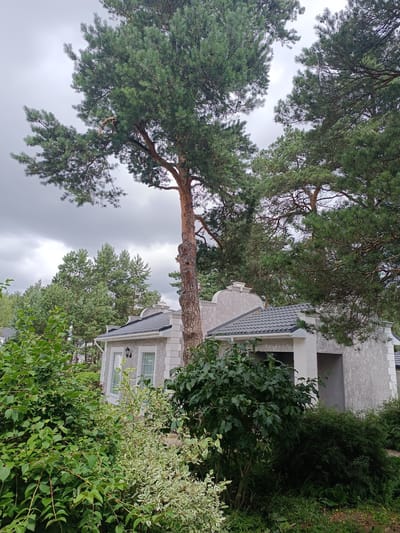 The image shows a residential house with a grey tiled roof, characterized by its textured stucco exterior and white decorative trim. The house features multiple windows and an overhang. In front of the house, a large pine tree with a thick, gnarled trunk dominates the foreground, its branches extending over the roof. The surrounding environment is dense with various green shrubs and trees, some with variegated leaves, suggesting a well-maintained garden or natural setting. The sky is overcast with grey clouds. The scene appears to be a quiet, semi-rural residential area within the Старобінскі сельскі Савет, Belarus.