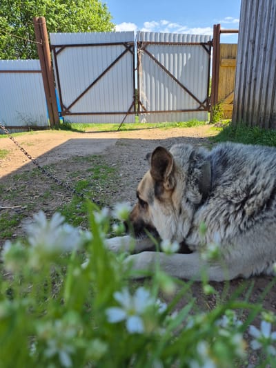 The image shows a husky-like dog lying on the ground in what appears to be a yard. The dog is light gray and brown. A white metal gate with a rusty metal frame stands in the background, partially obscured by trees and vegetation. A chain lies on the ground near the dog. White flowers are in the foreground, obscuring part of the scene. The location is Дойная, Russia.