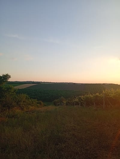 This media file depicts a rural landscape at sunset in Buteni, Moldova. The scene is dominated by rolling hills covered in agricultural fields and vineyards. In the foreground, a grassy meadow leads the eye towards the middle ground, where lush green rows of crops and a vineyard with trellised vines are visible. The background showcases more cultivated fields stretching towards a distant horizon, punctuated by a few scattered buildings or structures.
The time of day is clearly sunset, with the sky transitioning from a soft blue to warm hues of orange and yellow, particularly on the right side of the frame where the sun is setting. A few wispy clouds are present in the upper sky. The weather appears clear and calm, characteristic of a pleasant evening. The overall mood is serene and tranquil, evoking a sense of peace and natural beauty. There is no visible text in the image.