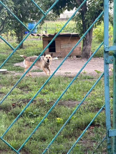In Obukhivka, Ukraine, a medium-sized, tan and brown dog with erect ears is captured mid-stride, facing the camera with its mouth open as if barking. The dog stands on a patch of dirt and grass, with a rustic wooden doghouse visible in the background behind a chain. Trees and dense green foliage surround the area, suggesting an outdoor, possibly rural or suburban setting. The scene is partially obscured by a turquoise-colored metal fence in the foreground.