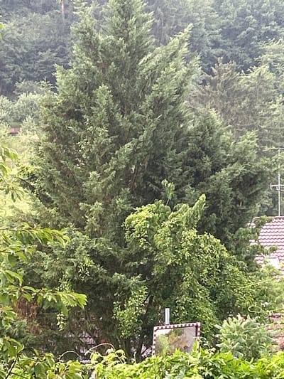 The image depicts a dense cluster of evergreen trees, likely cypress or fir, dominating the frame. These trees are situated on a slightly inclined slope, typical of the hilly terrain found in Stuttgart, Germany. The foliage is a rich green, with some areas appearing lighter and more feathery, suggesting different species or varying light conditions.
In the mid-ground, a portion of a reddish-brown tiled roof is visible, indicating the presence of residential buildings adjacent to the forested area. A white antenna or pole with crossbars extends upwards from the roofline.
In the foreground, a white post with a red and white striped border is visible, supporting a square mirror. The mirror reflects the surrounding greenery and a portion of the sky. Lush green bushes and branches of deciduous trees partially obscure the lower part of the scene.
The overall atmosphere is one of natural abundance, with a hint of urban proximity suggested by the roof and antenna. The lighting suggests it might be an overcast or foggy day, as there are no strong shadows.