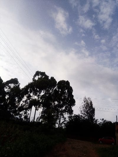 The image depicts an outdoor scene in Nachu ward, Kenya, dominated by natural elements and utility infrastructure under a partially cloudy sky. The upper approximately 60% of the frame features a light blue-grey sky with scattered white cumulus clouds. Five parallel power lines traverse the upper left quadrant, angling downwards from left to right. The middle and lower-middle sections are filled by a dense cluster of tall trees, characterized by dark, full foliage, which are silhouetted against the lighter sky and extend across the width of the frame. One distinct tree with a narrower canopy is visible slightly to the right of the main tree cluster. The lower approximately 20-30% of the image shows a reddish-brown dirt track or unpaved road, which curves slightly to the right and recedes into the background. Dense, dark green vegetation covers the immediate foreground and parts of the area adjacent to the track. A small, red passenger vehicle, appearing to be a hatchback, is parked or situated on the right side of the dirt track, partially obscured by the surrounding vegetation. No individuals are visible, and no specific actions or interactions are depicted within the scene.