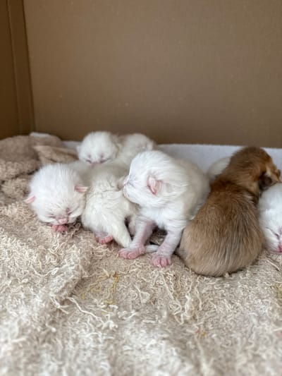 The image depicts a cardboard box lined with a textured, cream-colored fabric. Inside the box, a litter of newborn kittens is nestled together. Most of the kittens are predominantly white, with hints of pink on their paws and ears. One kitten, positioned to the right of the cluster, is a reddish-brown color. The kittens appear to be sleeping or resting, their eyes closed. The environment suggests a safe and warm enclosure for young animals. There is no indication of the city of Yurukovo, Bulgaria, or any elements that would place the scene there.