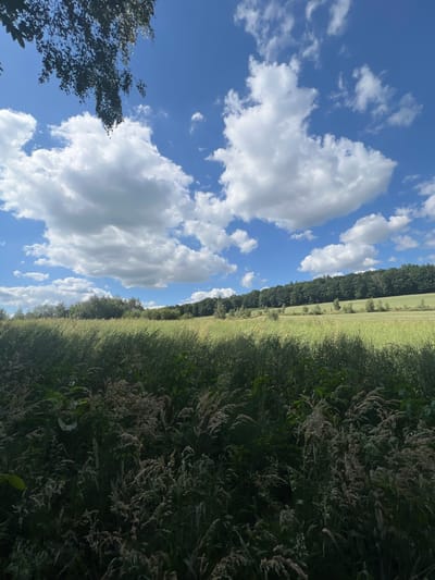 The image depicts a verdant, sunlit landscape, likely situated in or around Karniowice, Poland. In the foreground, tall grasses and wildflowers grow densely, their feathery seed heads catching the light. Beyond this lush meadow, a gently sloping field transitions into a dark, dense line of trees forming the horizon. The sky above is a vibrant blue, punctuated by scattered, fluffy white clouds. A branch from a leafy tree hangs into the upper left corner of the frame, casting subtle shadows. The overall impression is one of natural beauty and tranquility on a clear day. There are no people or animals visible in the scene.