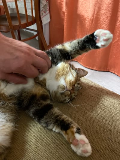 A calico cat is lying on its back on a textured brown surface, its legs outstretched. A person's hand is visible on the cat's belly, gently petting it. The cat's eyes are closed, indicating it is relaxed or sleeping. In the background, a wooden chair with a white and red patterned runner and an orange curtain are visible, suggesting an indoor setting. The scene is likely within a residential area in Дресвяново, Russia.