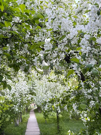 The image shows a pathway lined with trees in full bloom, likely in Druzhino, Russia. White flowers densely cover the branches, with green leaves interspersed. A concrete path stretches into the distance, slightly blurred by the depth of field. Green grass and more flowering trees are visible on either side of the path. The perspective is from ground level, looking upwards into the canopy.