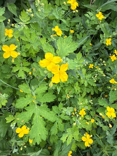 The image is a top-down view of a patch of bright yellow flowers with green, lobed leaves. The flowers have four petals and are scattered throughout the foliage. Some buds are also visible. The plants appear to be growing in a natural setting, possibly a field or garden. The location is Altayskiye Zori, Russia. There are no people or animals present.