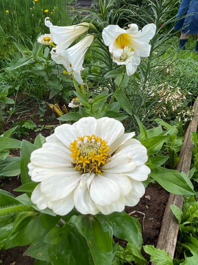 The image is a close-up, eye-level outdoor shot of a garden featuring white flowers. In the foreground, a large white zinnia with a yellow center dominates the frame. Behind it, several white trumpet-shaped lilies are visible, with yellow stamens protruding from their throats. The background consists of lush green foliage, soil, and a rustic wooden border. In the far background, to the right, a person wearing blue jeans and dark boots is partially visible, suggesting they are tending to the garden. The setting appears to be a residential garden in the village of Kumyony, Kirov Oblast, Russia, implied by the presence of typical garden flora and the context provided. The lighting suggests it is daytime, likely overcast or with diffused sunlight, as there are no harsh shadows. The image captures a moment of natural beauty, with the focus on the intricate details of the flowers and the surrounding greenery.