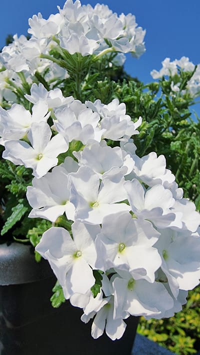 A close-up, low-angle shot captures a dense cluster of small, white verbena flowers against a vibrant blue sky. The flowers, with their delicate, ruffled petals, are in full bloom and appear lush and healthy, with some green foliage visible among them. The lighting suggests a sunny day, casting subtle shadows on the petals. The image is taken outdoors, likely in a garden or park setting, possibly in La Canya, Spain, given the clear blue sky often associated with the region. No people or specific landmarks are visible, the focus being solely on the natural beauty of the flowers.