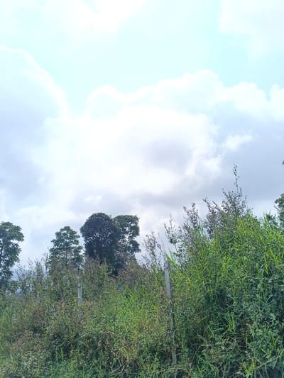 The scene depicts an outdoor natural environment in the city of Na Sangkham, Laos. The upper two-thirds of the image features a sky filled with large white and light gray cumulus clouds, with intermittent patches of pale blue visible. The lower third of the frame is dominated by a dense growth of various green vegetation, including tall grasses and shrubs, some exhibiting reddish-brown or purplish hues. Two slender, light-colored vertical posts, possibly weathered wood, are partially visible amidst the dense foliage in the lower midground. Above this immediate vegetation, a line of mature trees with dark green canopies is visible against the sky. No human subjects, animals, or additional artificial structures or activities are present.