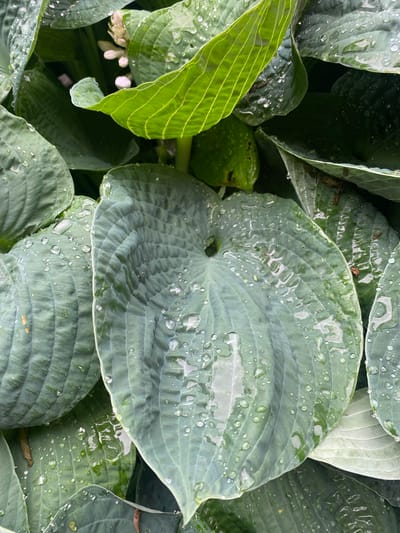 A close-up, overhead view captures a cluster of large, green hosta leaves after a rain. Water droplets of varying sizes are scattered across the textured surfaces of the leaves, some reflecting the surrounding foliage. The leaves exhibit prominent veins and a slightly corrugated appearance. In the upper portion of the image, a few pale, unopened flower buds are visible amongst the leaves. The scene is set in a garden environment within the city of Pointe-Claire, Canada, suggesting a natural, outdoor setting.